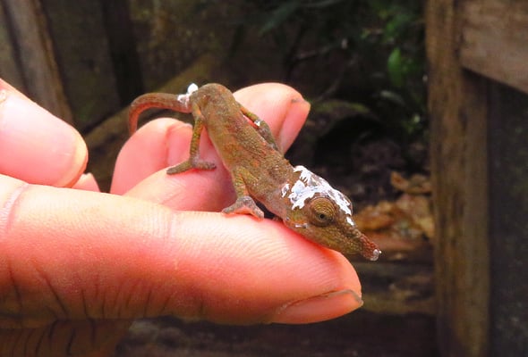 Schwer, diese kleinen Kobolde zu entdecken.