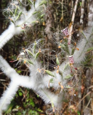 Eine sehr spezielle Pflanze mit sehr filigranen Blüten.