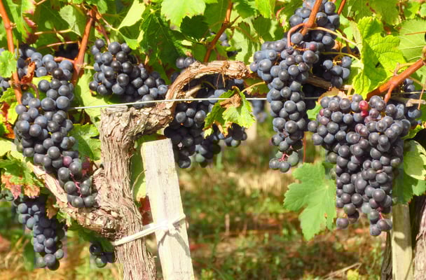 Bald beginnt die Traubenlese im Bordeaux.