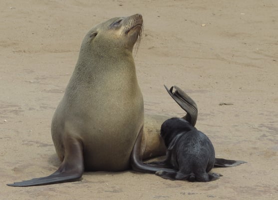 Seelöwenkolonie mit vielen Jungtieren bei Henties Bay, an der Atlantikküste.