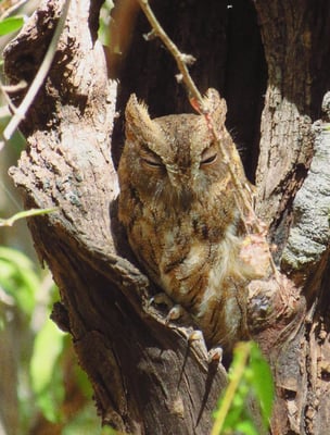 Diese kleine Eule entdecken wir in einem hohlen Baum.