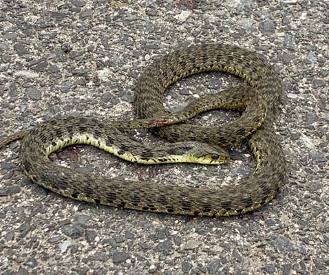 Auch Schlangen sehen wir an gewissen Tagen häufig.