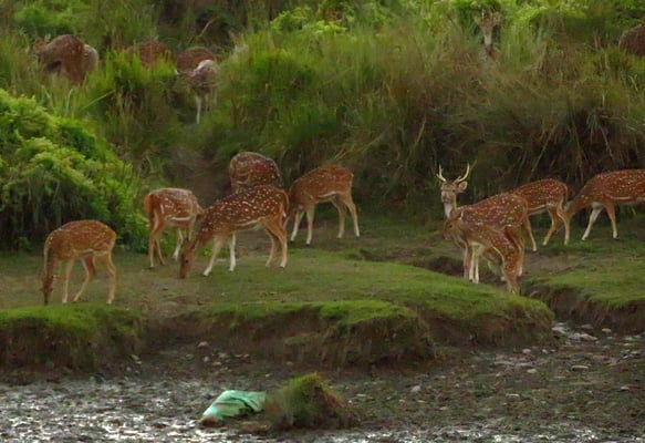 In der Dämmerung am Wasserloch. Sikahirsche sind oft in grossen Rudeln unterwegs.