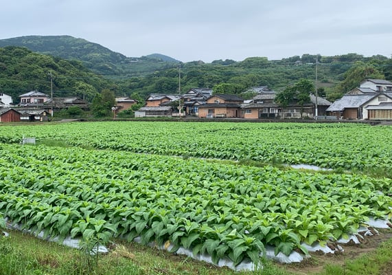 Tabakfeld. Zigaretten sind in Japan günstig. Es wird verhältnismässig viel geraucht.