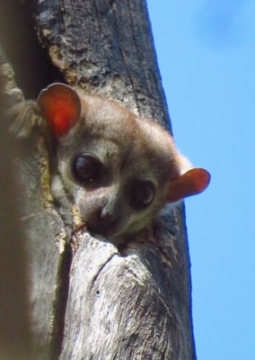 Wer ist da? Diese kleine Lemurenart ist nachtaktiv, wie die grossen Augen beweisen.