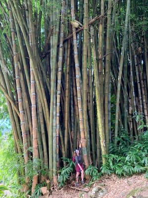 Grandioser Bambuswald!