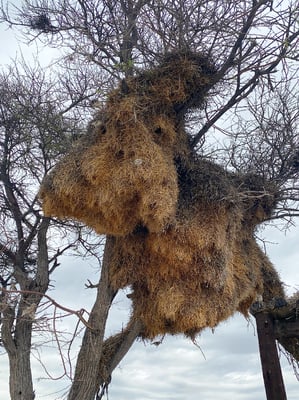 Ein riesiges Nest der Siedelwebervögel.