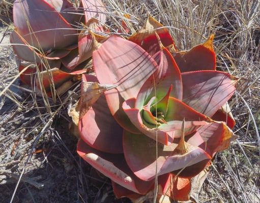Viele Pflanzen kommen nur auf Madagaskar vor. Faszinierend!