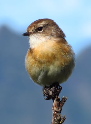 Der Tek-Tek ist eine endemische Vogelart, kommt also nur auf La Réunion vor.