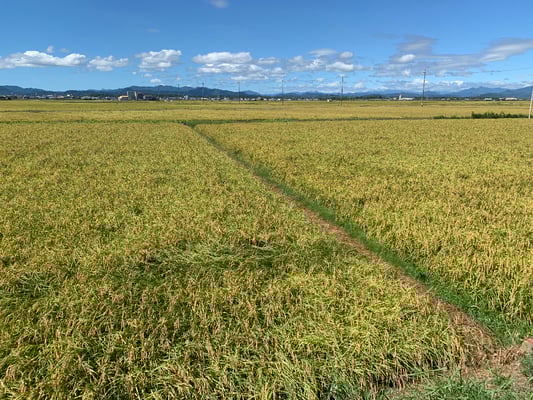 Der Reis ist reif. Mit kleinen Mähdreschern beginnt die Ernte in diesen Tagen.