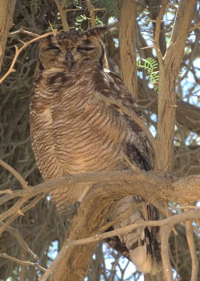 Wer Glück und Geduld hat, kann Uhus entdecken.