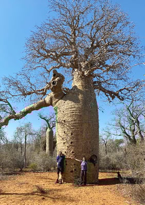 Die Bäume sind wahre Riesen! Speichern viel Wasser für die Trockenzeit.