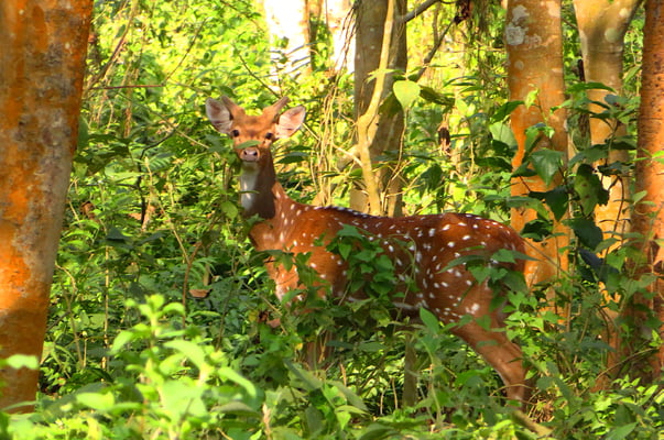 Aufmerksam beobachtet von einem Sikahirsch.