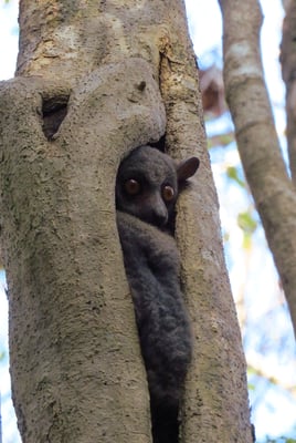 Wer stört mich da beim Tagesschlaf?