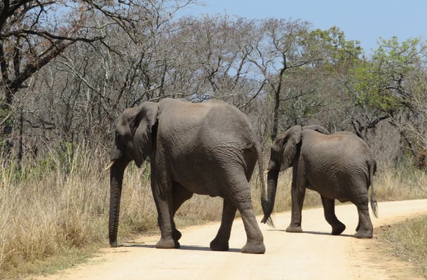 Maximal 40 km/h fahren. Sie können unvermittelt auf der Strasse auftauchen.