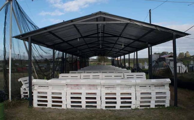 Jugar una partida de bubble fútbol burbuja en Sevilla