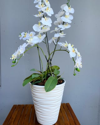 weisse orchideen in weisser exlusivem topf