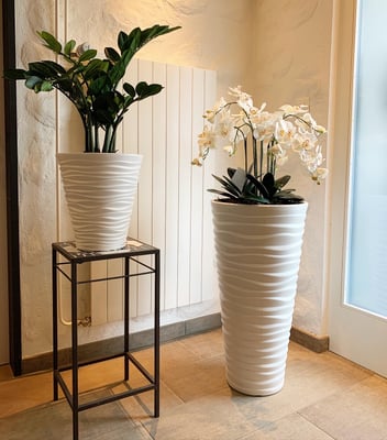 Smaragd Pflanze mit passenden Topf