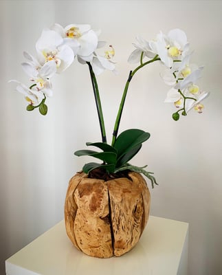 Wurzelholz mit Orchideen