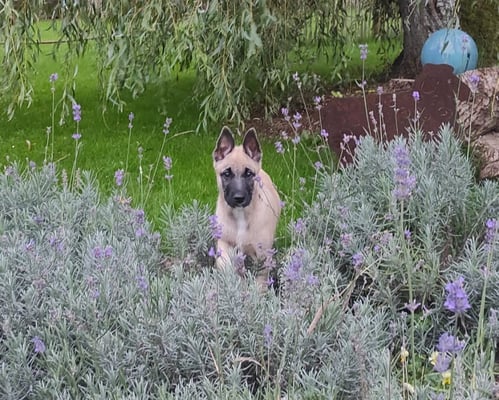 Altitude 445 - Witou, bouvier des Ardennes