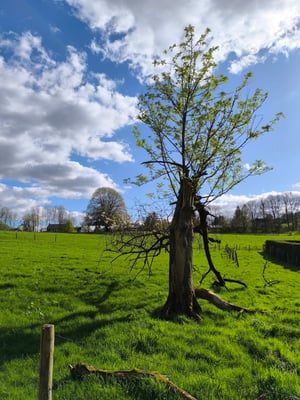 Altitude 445 - La Chouette s'amuse - Notre pré