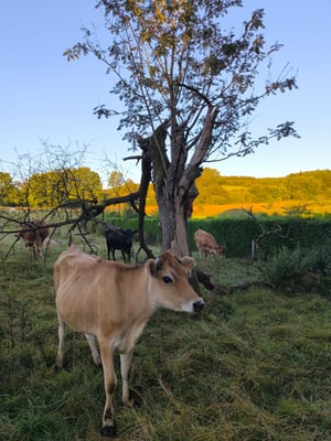 Altitude 445 - La Chouette s'amuse - Nos voisines