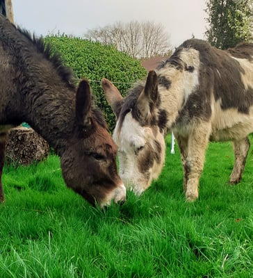 Altitude 445 - La Chouette s'amuse - Onze ezels