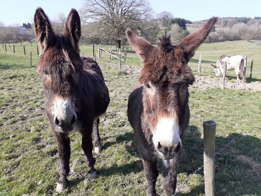 Altitude 445 - Les ânes