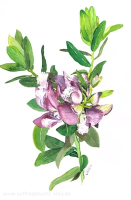 "Pflanzenstudie" Aquarell 20x30cm