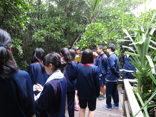 修学旅行　＜自然観察・マングローブ散策＞