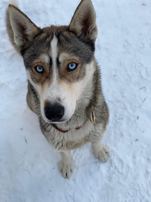 ALPINA; geb 24.10.2019  - Pate: Mandy Lustig