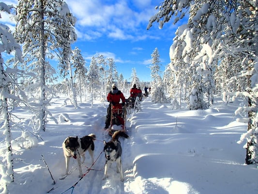Huskytouren in Lappland