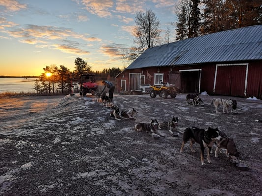Lappland & Hundegespann