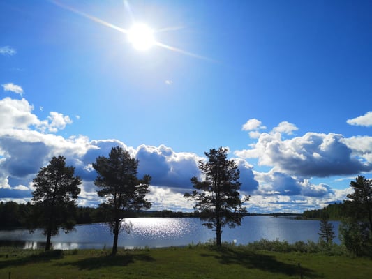 Die berühmten drei Bäume auf unserer Huskyfarm
