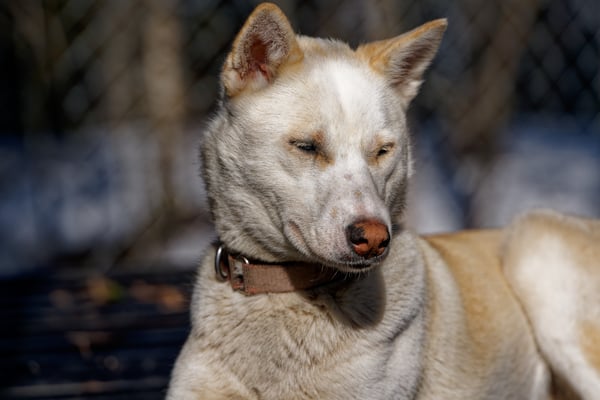 BRANDY, geb 03.12.2021 - Pate: Nicki Hoffmann