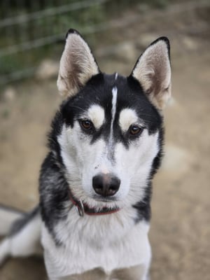 GUCCI, geb 01.12.2023