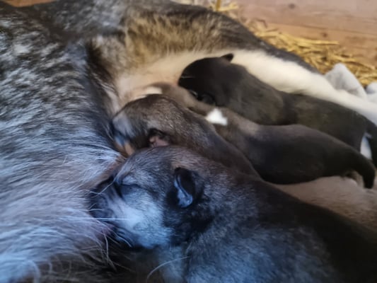 Siberian husky Welpen in Lappland