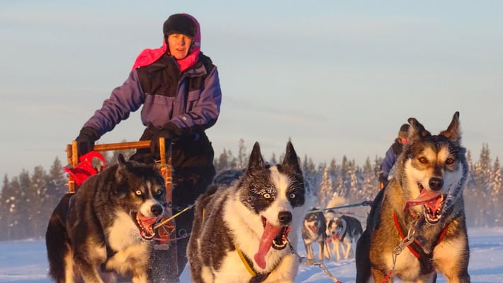 Huskypower in Lappland