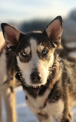 DUKE, geb 22.08.2020