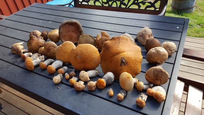 Schöne Rotkappen in Lappland