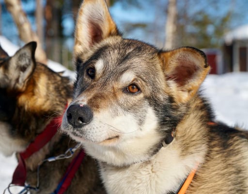 SPUTNIK, geb 01.07.2019 - Paten: Steffi + Olaf Wünsch