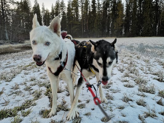 Bacon und Lucia im Hundegespann