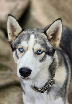 SLEDGE, geb 21.12.2023