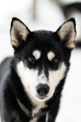 CHICA, geb 15.01.2022