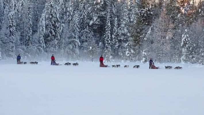 Schlittenhundefahrten in Lappland