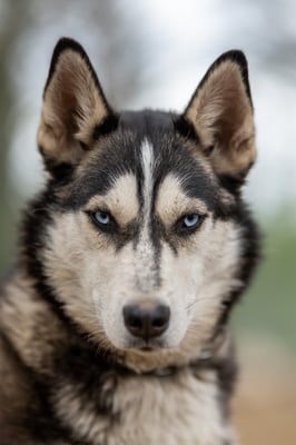 RUNA, geb 20.11.2018  