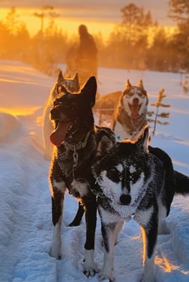 Huskytouren in Lappland