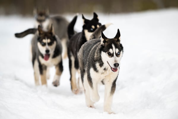 Siberian Husky Welpen bei Lapplands Drag