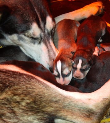 Taiga och hennes siberian husky valpar