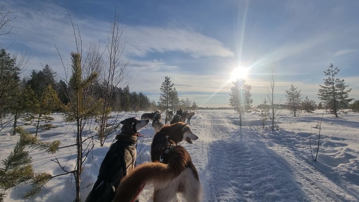 Huskytouren in Schweden